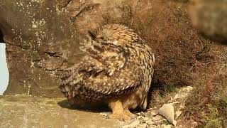 Amazing Footage of Eurasian Eagle Owl Preening in the UK  Discover Wildlife  Robert E Fuller [upl. by Oznofla817]