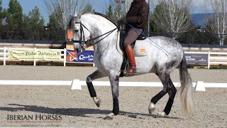 ANDALUSIAN HORSE WITH PASSAGE AND PIAFFE [upl. by Amsed]