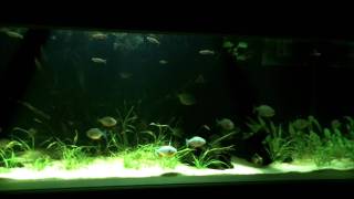 180 gallon piranha tank ternetzi cariba wild reds [upl. by Sumner524]