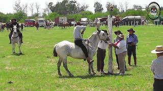 Hasenkamp Entré Ríos Festival de 🇦🇷 ABRIENDO TRANQUERAS 🇦🇷 Catclinas [upl. by Ylrebmyk809]