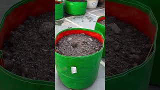 Growing radish is super easy Grow them in grow bags and enjoy mooli everyday urvann gardening [upl. by Jelene]