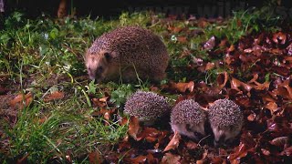 Adventures of a hedgehog family [upl. by Stephanie]