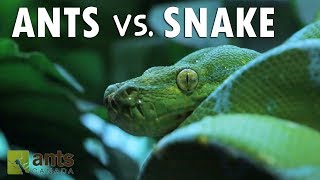 Ants vs Snake [upl. by Honna938]