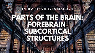 Parts of the Brain Forebrain Subcortical Structures Intro Psych Tutorial 34 [upl. by Imaon]