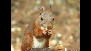 Varias ardillas muy hermosas y exquisitasSeveral very beautiful and exquisite squirrels [upl. by Scandura782]