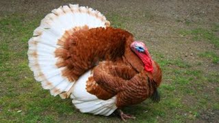 TURKEY GOBBLE 🦃 Funny Turkeys Gobbling Videos  GOBBLE GOBBLE 😂 [upl. by Rotman]