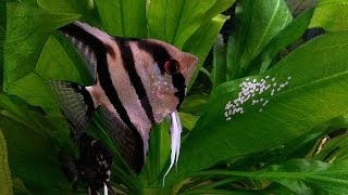 How To Breed Angelfish Plus Raise Fry [upl. by Larrabee]