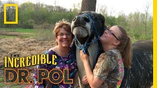 Animal Update Eeyore the Cow  The Incredible Dr Pol [upl. by Rehctelf265]