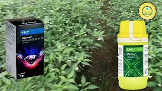 Basf Exponus broflanilide 300 Gl Sc InsecticideBASF Merivon Fungicide మిర్చిలో తోటలో ఉపయోగాలు [upl. by Teodoro14]