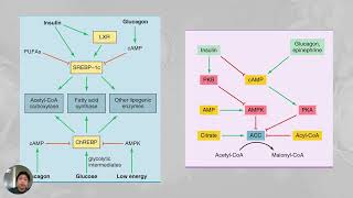 Lipogenesis [upl. by Nicolea635]