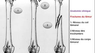 ANATOMIE MI Ostéologie Membre pelvien [upl. by Areht]