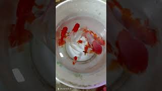 RED CAP ORANDA amp GOLDFISH MIX redcapgoldfish goldfish [upl. by Herrera546]