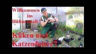 Willkommen im Hühnerstall  Küken und Katzenfutter [upl. by Tterb]