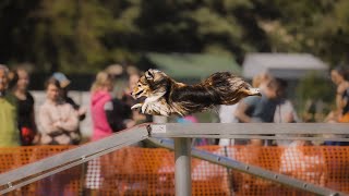 LeGo  Play  Shelties Agility slowmotion video [upl. by Atirhs918]