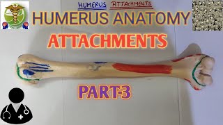 Humerus Attachments Humerus Anatomy Easy explanation [upl. by Nalda886]