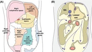 Peritoneal cavity recesses Anatomy  Subhepatic space and Pouch of douglas [upl. by Assilrac]