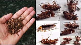 MAGIC CLOVE  How To Kill Cockroach Within 5 minutes  Home Remedy [upl. by Bel]