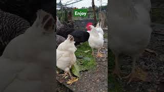 ENJOY Grass Clippings chickens [upl. by Romain]