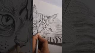 Cat 😺 pencil sketch drawing pencilsketch drawing shorts [upl. by Cinderella]