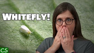 Whitefly Treatment for Plants  How to Control Whiteflies [upl. by Aklam]