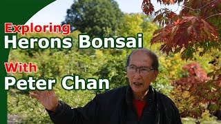 Peter Chan Guided Tour Of Herons Bonsai [upl. by Aibun18]