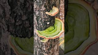 Green bracket shelf polypore fungi Playa del Carmen Mexico tropical Caribbean fungus life nature [upl. by Padraig]