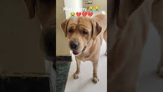 chala gya Chand miss u jerry 😭😭jerrylovers rip therott dog labrador missyou love [upl. by Tobias735]