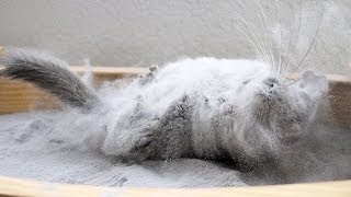 Epic Chinchilla Dust Bath in 15 POUNDS of dust [upl. by Stickney]