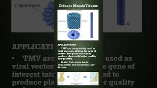 Tobacco Mosaic Virus TMV [upl. by Hyozo572]