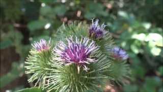 Greater burdock Arctium lappa  20130722 [upl. by Ednil]