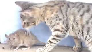 Increible pelea de gato vs rata TERMINA MAL [upl. by Dnaltroc]