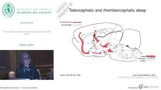 Conférence B JONES  The mysteries of sleep and waking unveiled by Michel Jouvet [upl. by Stannwood]