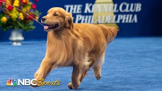 National Dog Show 2019 Best in Show Full Judging  NBC Sports [upl. by Adamina]