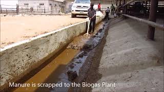 Biogas Plant at Sebore Farms [upl. by Bitthia]