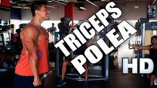 TRICEPS CON POLEA Cómo Desarrollar Más Tus Triceps con la Polea [upl. by Carilla]