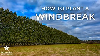 How to Plant a Wind Break [upl. by Enneirdna]