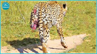 15 Bad Moments Leopards Get Injured While Picking The Wrong Prey  Animal Fight [upl. by Boesch]