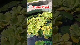 Pistia Stratiotes is an Aquatic Ornamental Plant a Invasive Plant Species amp Mosquito Breeding Site [upl. by Sewel132]