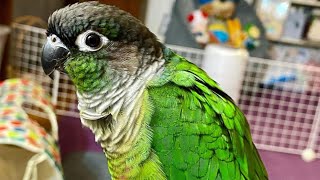 Green Cheek Conure Talking amp Sounds  Talking Parrot [upl. by Antony946]