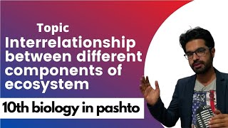 Interrelationship between different components of ecosystem [upl. by Carlynne]