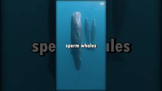 Sperm Whale VS Blue Whale shorts [upl. by Phelia486]