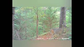 North Georgia Trail Camera 6 Wildlife viewing from the woods of North Georgia Whitetail Deer [upl. by Ahcarb]