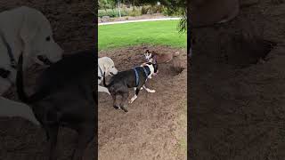 Colin Meets The Cutest Dog maremma sheepdog dogpark doglover dogs dogsitter puppy happydog [upl. by Foscalina]