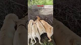 Kaalu Or Roxi  Chota Bachha He Voanimalsneedpeople pets labrador animals dog shorts doglover [upl. by Elvis]