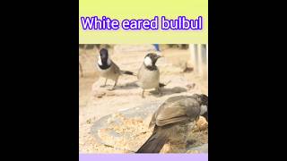 White eared bulbul بلبل bulbul birds birdslover wildlife سنڌ جا پکي amanullahjamali [upl. by Elwood]