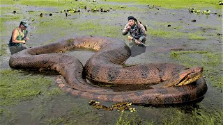 10 Biggest Snakes Ever Captured [upl. by Ennyrb]