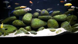 130g African Cichlid Mbuna Aquarium  Tank  Natural Lake Malawi Biotope [upl. by Katleen]