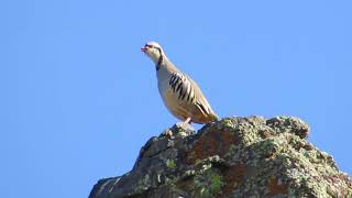 Chukar calling [upl. by Ennahtur]