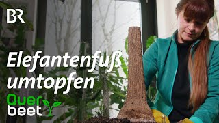 Elefantenfuß umtopfen  Tipps von Sabrina [upl. by Ddet]