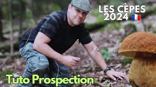 Cèpes 🍄 2024 ➡️ où 📍 quand ⏰ comment 🤔 cepes asmr nature [upl. by Ynttirb213]